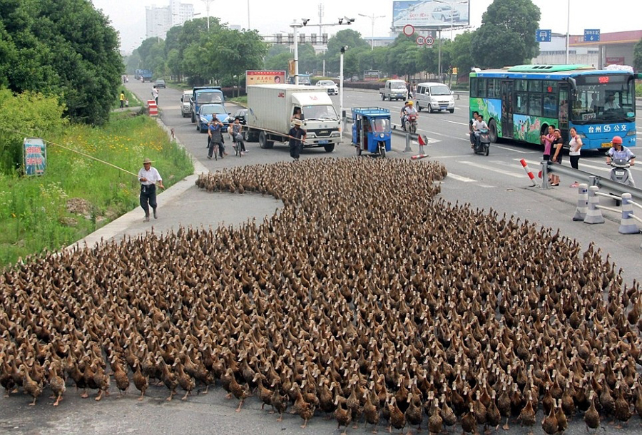 hundreds-of-ducks.jpg